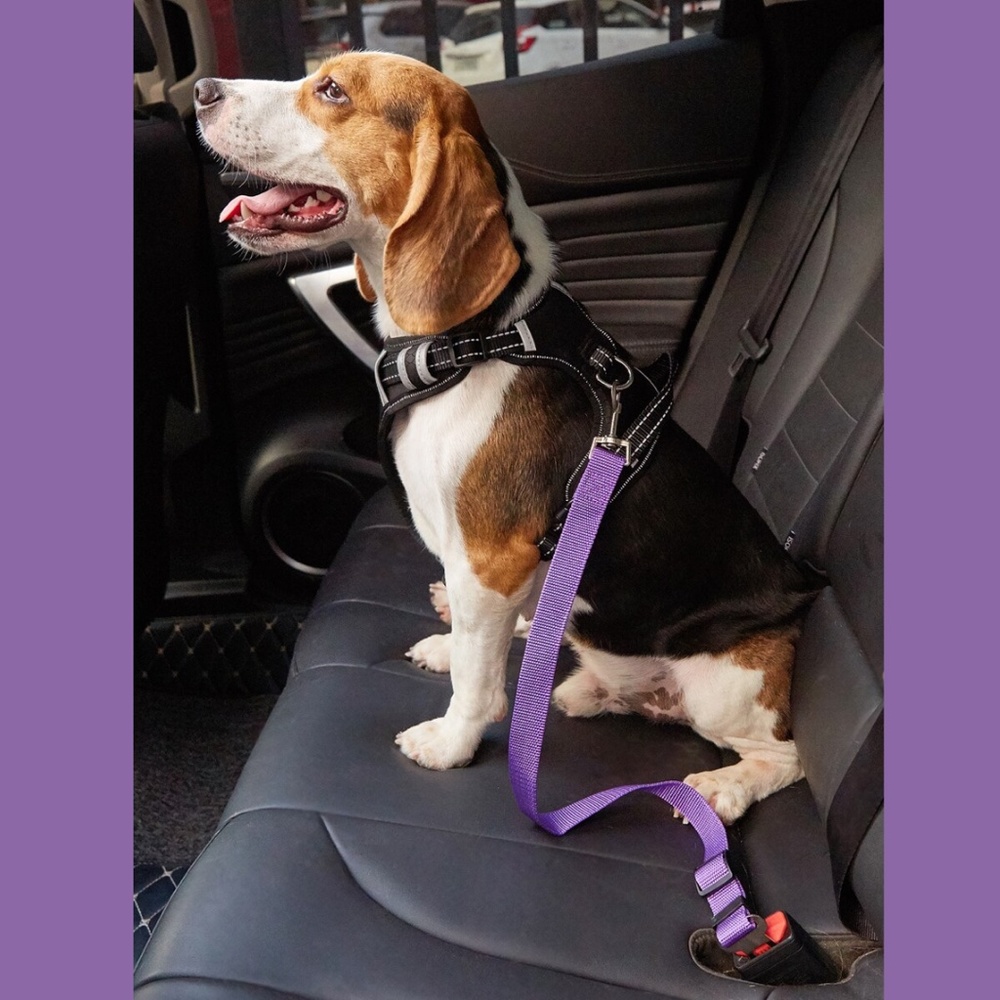 Purple Pet Car Leash
